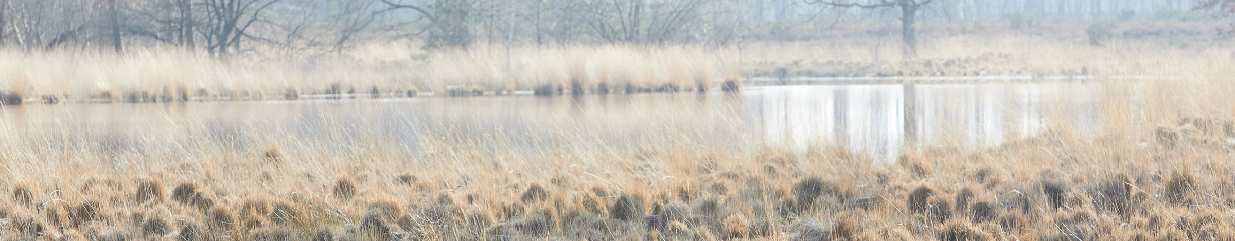 Landschap met water, heide en bomen